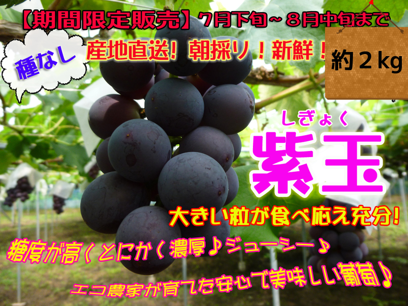 予約販売開始 期間限定 産地直送 柏原ぶどう 紫玉 約2ｋｇ 種なし 食品 飲料 柏原ぶどう Ji Mall 日本製を買って 日本を元気にしよう宣言